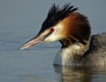 /album/les-oiseaux-de-grandlieu/gr%c3%a8be%20huppe-jpg/